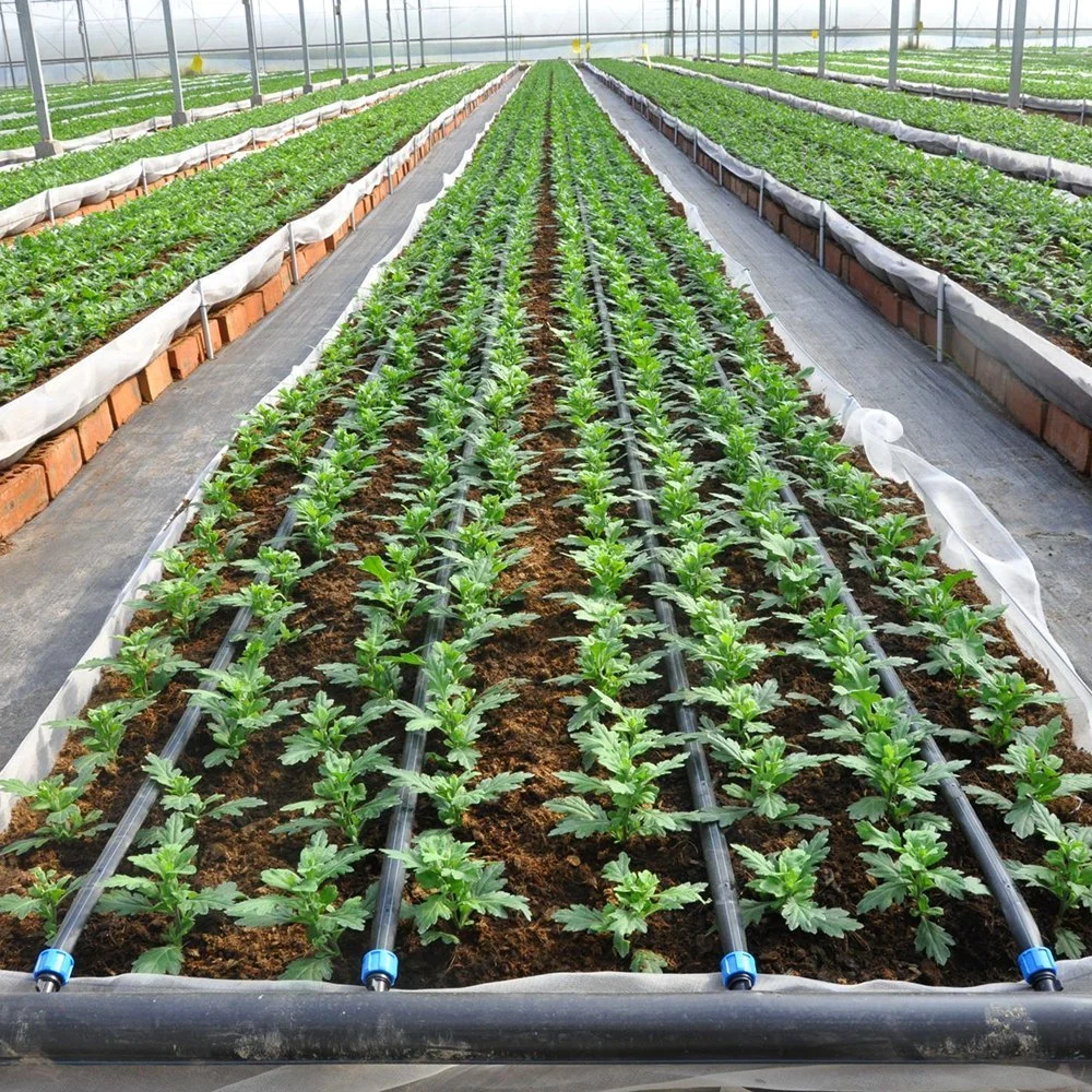 Installed drip irrigation lines and supply pipe serving greenhouse crop rows